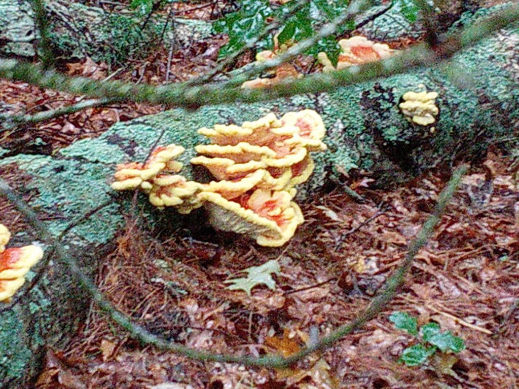 Author Kathleen Pendoley Observations - Moonshine's Mushrooms recipe: Chicken of the Woods