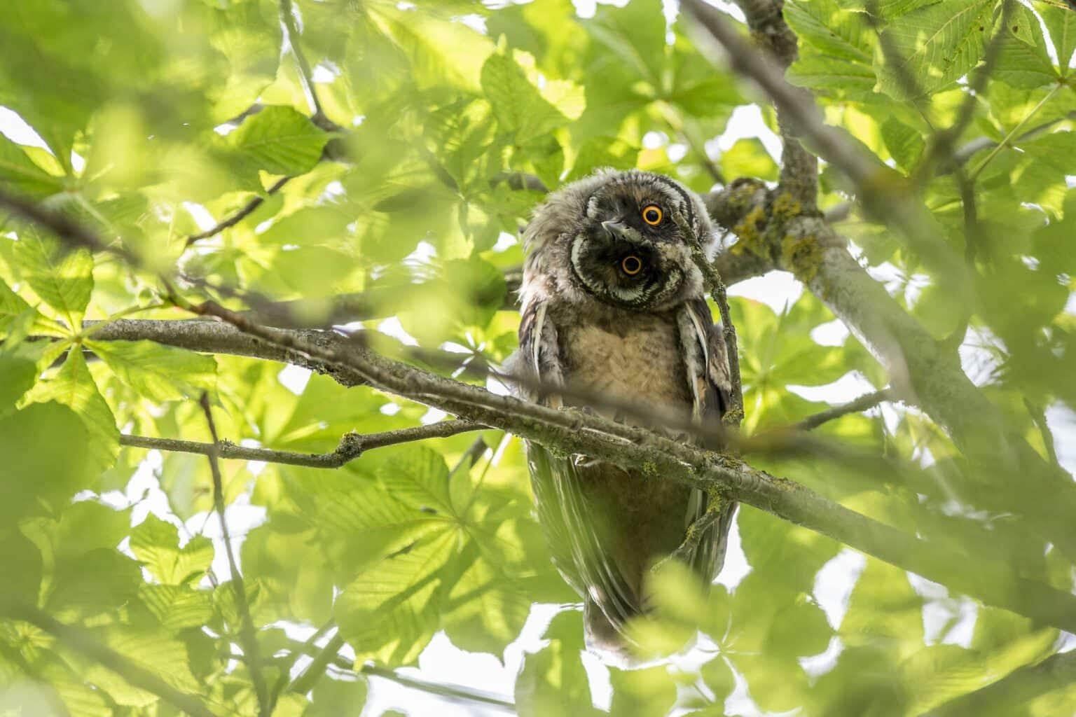 owl on a branch surrounded by green leaves tilting its head