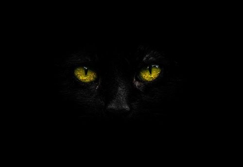 black cat with yellow eyes