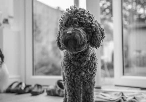 black and white photoof dark colored cockapoo
