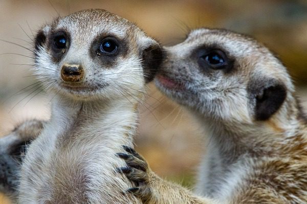 two prairie dogs