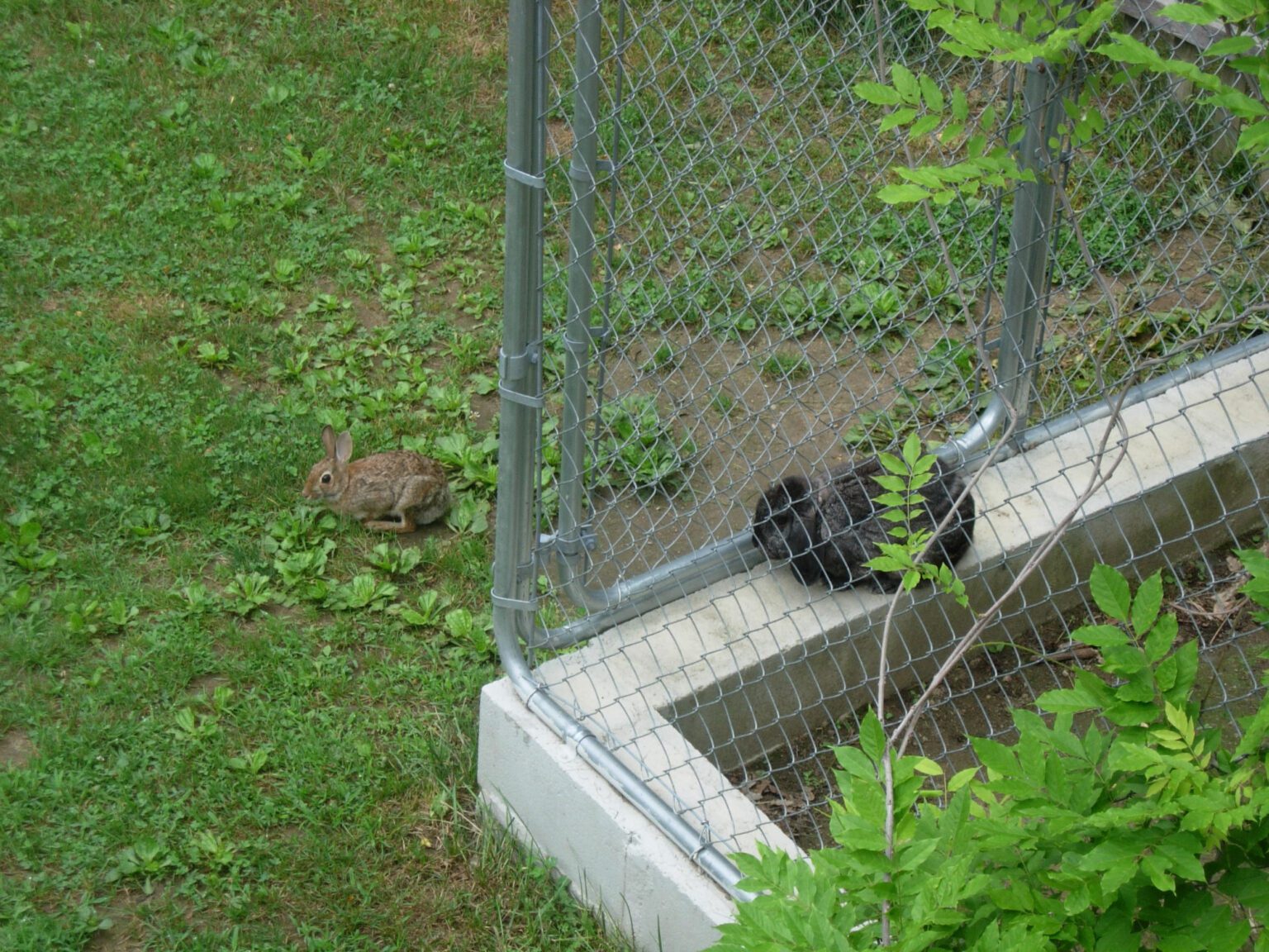 Peter with bunny