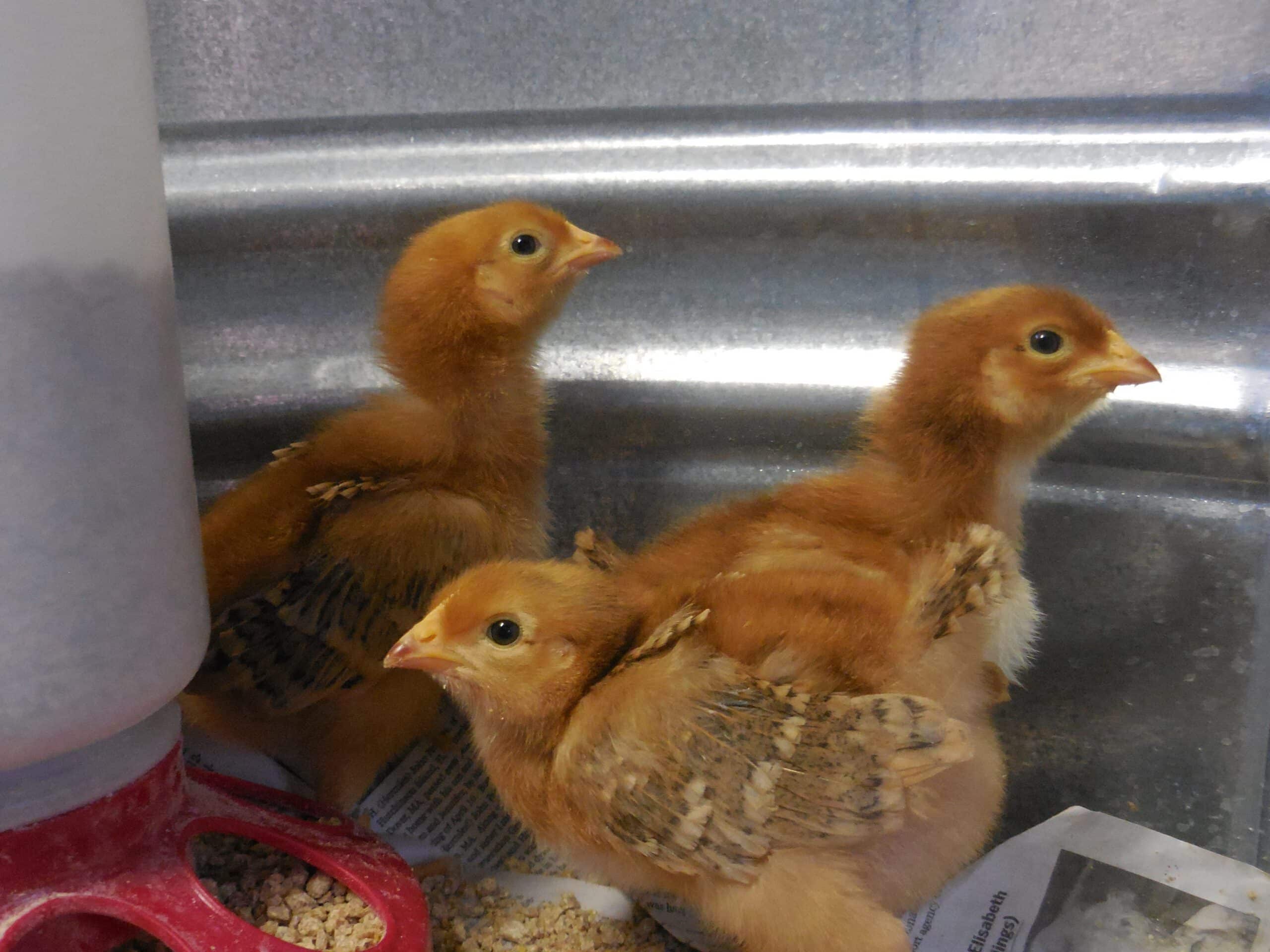 Hen