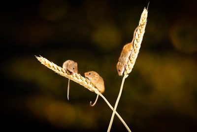 mice